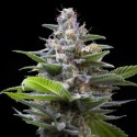 White Widow x Critical - Spanish Seeds