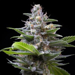 copy of White Widow x Critical - Spanish Seeds