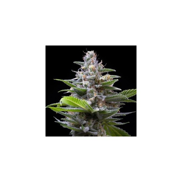 copy of White Widow x Critical - Spanish Seeds