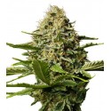 Critical Widow - Gea Seeds