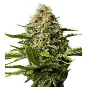 Critical Mango - Gea Seeds