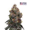 Critical Mango - Gea Seeds