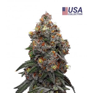 Gealato Sherb - Gea Seeds