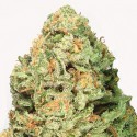 Tropicanna Banana  1Ud.   -BARNEY'S FARM-